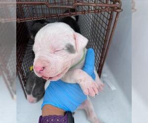 American Pit Bull Terrier-Unknown Mix Dogs for adoption in Houston, TX, USA