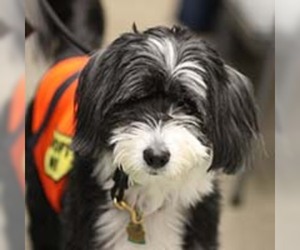 Bearded Collie Dogs for adoption in Chantilly, VA, USA