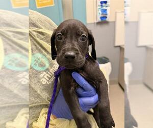 Golden Retriever-Great Dane Mix Dogs for adoption in Las Vegas, NV, USA