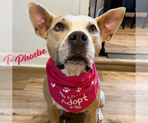 American Staffordshire Terrier-Unknown Mix Dogs for adoption in HOUSTON, TX, USA