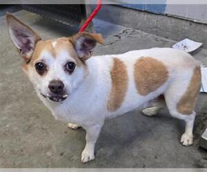 Chihuahua-Unknown Mix Dogs for adoption in Camarillo, CA, USA