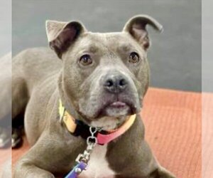 American Pit Bull Terrier-Unknown Mix Dogs for adoption in Lockport, NY, USA