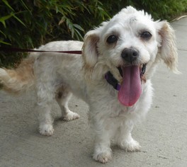 Maltichon Dogs for adoption in Seattle, WA, USA