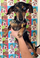 Dachshund Dogs for adoption in Danbury, CT, USA