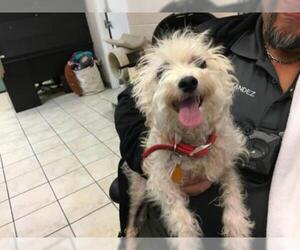 Maltese-Unknown Mix Dogs for adoption in Dallas, TX, USA