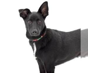American Staffordshire Terrier-Labrador Retriever Mix Dogs for adoption in Los Angeles, CA, USA