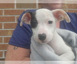 Mutt Dogs for adoption in Candler, NC, USA