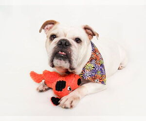 Bulldog Dogs for adoption in phoenix, AZ, USA