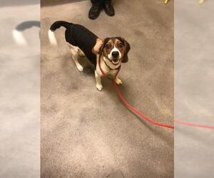 Beagle Dogs for adoption in Forestville, MD, USA