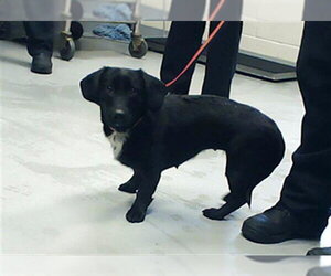 Dachshund-Unknown Mix Dogs for adoption in Fayetteville, NC, USA