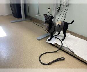 Chug Dogs for adoption in Fort Collins, CO, USA