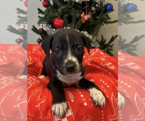 Labbe Dogs for adoption in Osgood, IN, USA