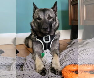 Norwegian Elkhound Dogs for adoption in St. Louis Park, MN, USA