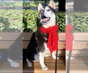 Alaskan Husky Dogs for adoption in Costa Mesa , CA, USA