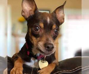 Medium Photo #1 Chihuahua-Unknown Mix Puppy For Sale in Canutillo, TX, USA