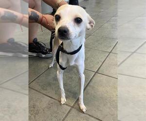 Chihuahua-Unknown Mix Dogs for adoption in San Antonio, TX, USA
