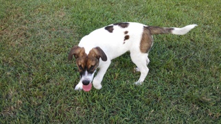 Dalmatian-Unknown Mix Dogs for adoption in Port St Lucie, FL, USA