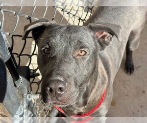 Labrador Retriever-Unknown Mix Dogs for adoption in Tulsa, OK, USA