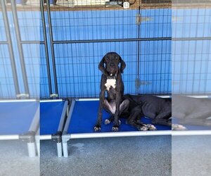 Great Dane Dogs for adoption in Palm Beach, FL, USA