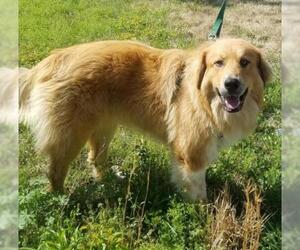 Golden Pyrenees Dogs for adoption in Little Rock, AR, USA