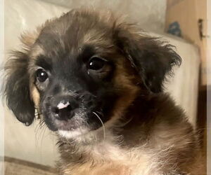 Mutt Dogs for adoption in San Diego, CA, USA