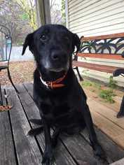 Labrador Retriever Dogs for adoption in Azle, TX, USA