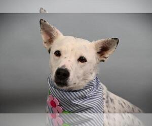 Mutt Dogs for adoption in Fort Collins, CO, USA