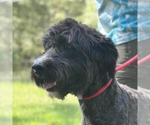 Boxer-Poodle (Standard) Mix Dogs for adoption in Yardley, PA, USA