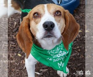 Beagle-Unknown Mix Dogs for adoption in Washington, DC, USA