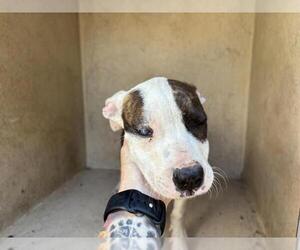 American Pit Bull Terrier-Unknown Mix Dogs for adoption in Oklahoma City, OK, USA