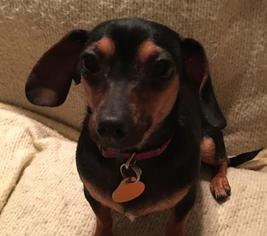 Chiweenie Dogs for adoption in Wichita, KS, USA