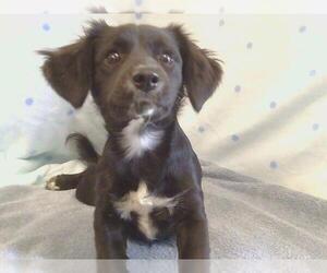 Dachshund Dogs for adoption in Sacramento, CA, USA