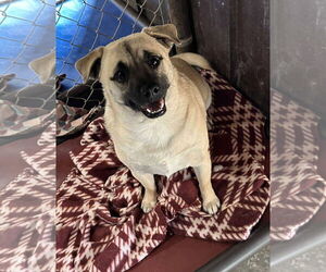 Mutt Dogs for adoption in Cranston, RI, USA