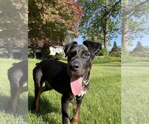 Doberman Pinscher-Unknown Mix Dogs for adoption in Brewster, NY, USA