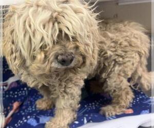 Maltese Dogs for adoption in HESPERIA, CA, USA