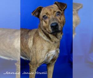 Boxer-German Shepherd Dog Mix Dogs for adoption in Tupelo, MS, USA