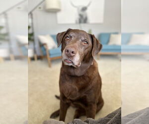 Labrador Retriever Dogs for adoption in Estherville, IA, USA