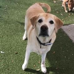 Labrador Retriever Dogs for adoption in Titusville, FL, USA
