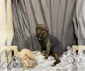 American Pit Bull Terrier Dogs for adoption in Modesto, CA, USA