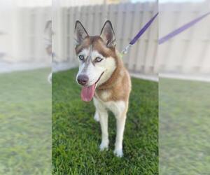 Siberian Husky Dogs for adoption in Naples, FL, USA