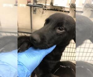 Labrador Retriever Dogs for adoption in Conroe, TX, USA