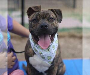 American Staffordshire Terrier-Unknown Mix Dogs for adoption in San Antonio, TX, USA
