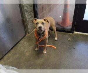 Mutt Dogs for adoption in Tulsa, OK, USA
