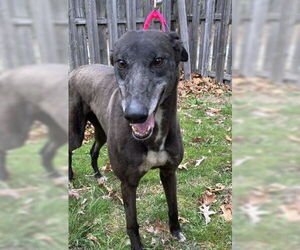 Greyhound Dogs for adoption in Cherry Hill, NJ, USA