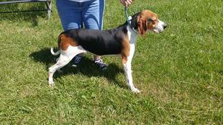 Medium Photo #1 Coonhound Puppy For Sale in Trenton, MO, USA