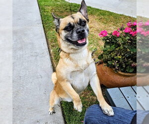Pug-Unknown Mix Dogs for adoption in Camarillo, CA, USA