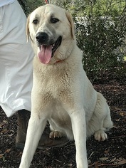 Anatolian Shepherd Dogs for adoption in Wetumpka, AL, USA