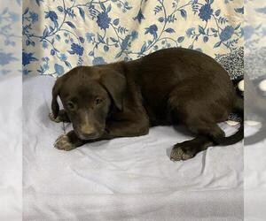 Pyrenees Border Collie Dogs for adoption in Modesto, CA, USA