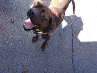 Boxweiler Dogs for adoption in Waynesville, NC, USA