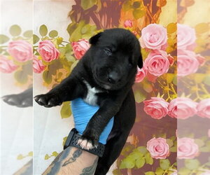 Mutt Dogs for adoption in San Bernardino, CA, USA